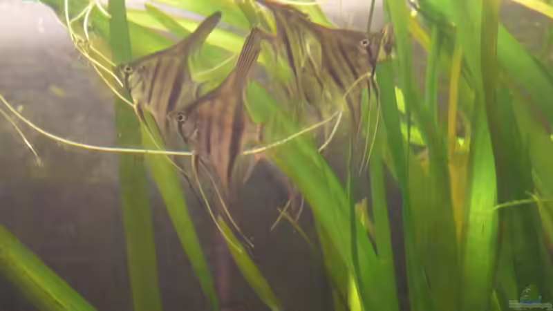 Im zarten Alter von 2 Monaten von DerImperator (18)