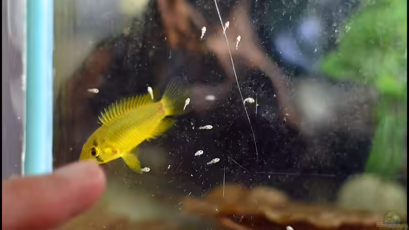 Im Zuchtbecken: Mutter und Kindern (2 Wochen alt) geht es  gut von Tuduhi (14)