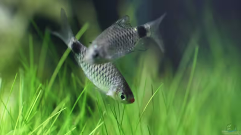 Immer auf der Suche nach etwas Fressbaren. von 77Markus (10)