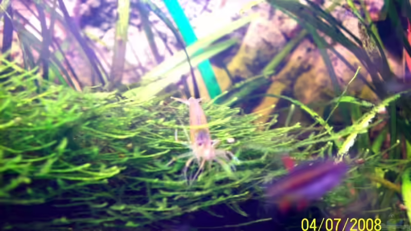 immer auf der Suche,nach Futter. Amano-Garnele 04.07.08 von Thomas Schmidt (38)