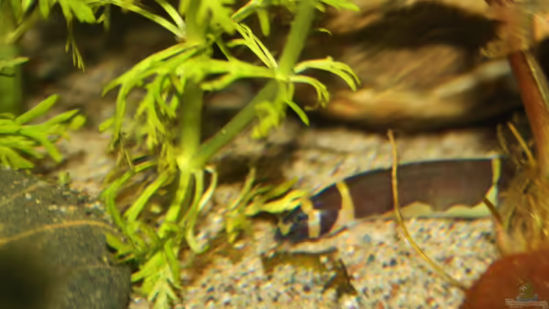 Immer auf Futtersuche, einer der Dornaugen von Florian Bandhauer (56)