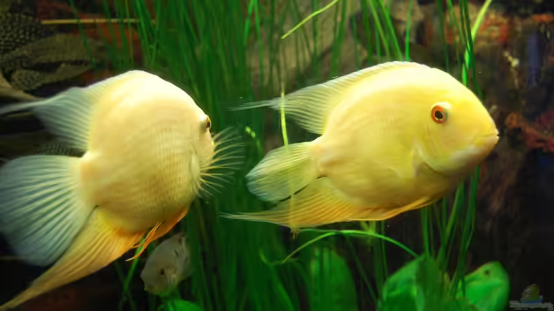 Immer auf Vorrat: Welche Ersatzteile Aquarianer zuhause haben sollten