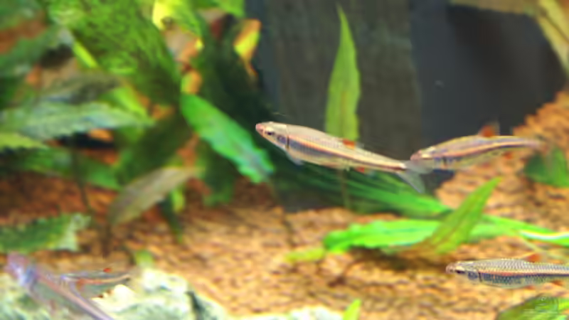 immer im Schwarm und immer in Bewegung ... daher schlecht zu fotgrafieren ...  von Christian Zwick (37)