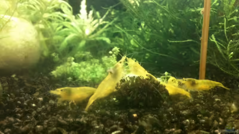 Immer mehr tragende Weibchen im Becken von Paul123 (11)