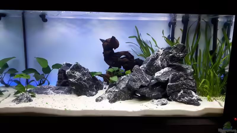 Immer noch  in der Einlaufphase.  Umgestaltung  auf  Gesellschaftsbecken. von feld81 (5)