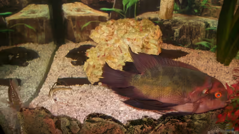 immer noch beim balzen von fischmutti (27)