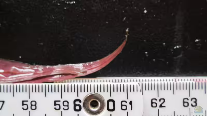 Immer noch ein Geheimtipp:Cryptorcoryne wendtii ???Mi Oya???