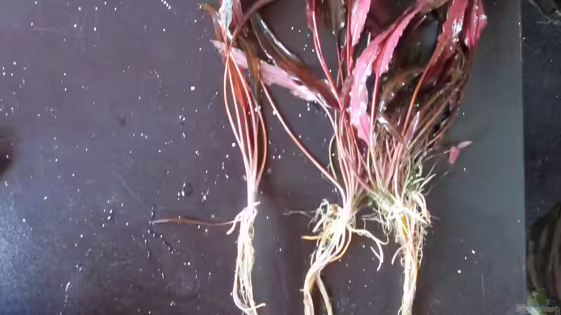 Immer noch ein Geheimtipp:Cryptorcoryne wendtii ???Mi Oya???