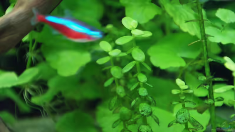 immer noch ein paar Algen von Aniram (9)