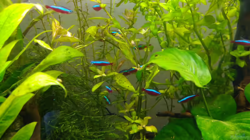 immer noch schüchtern :D von Shiro13 (11)