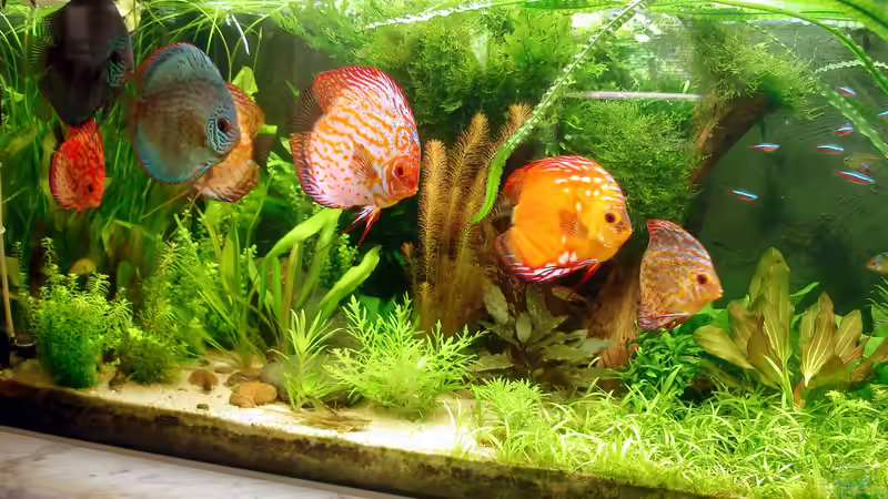 immer schön der Reihe nach und nicht zu schnell von Grünhexe (85)