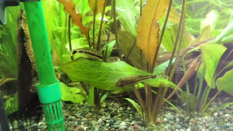 immer schön die Pflanzen putzen :-) von Kathrin77 (60)