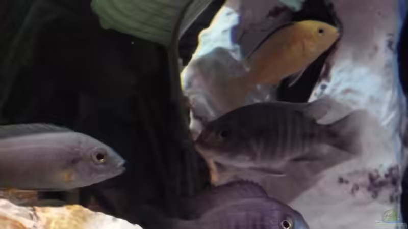 Immer schön im Schatten von Couro (21)