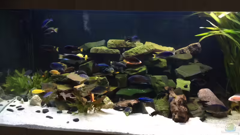 Immer was los.......... von Diegos Becken (2)