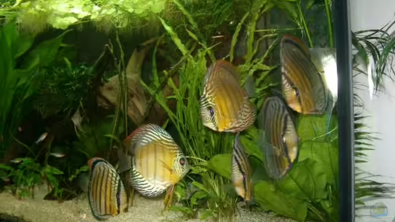 Immer wieder Diskus von Crenii (3)