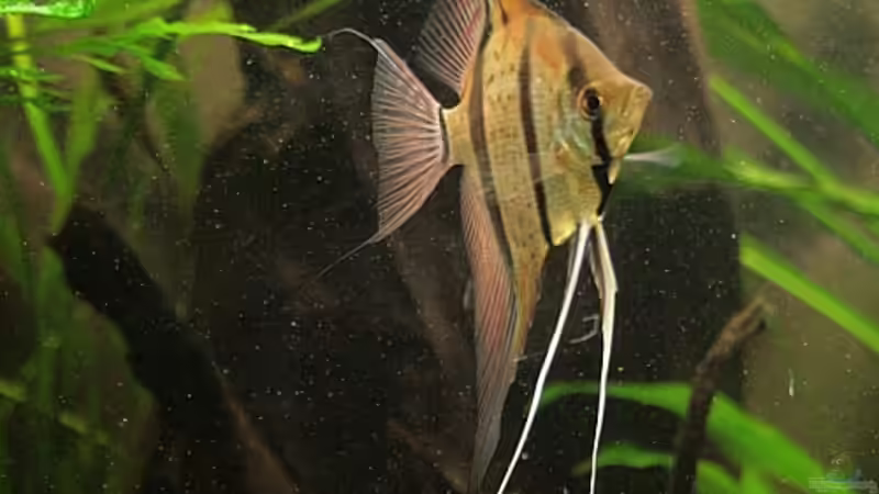 Immer wieder schön.... von Grobi (34)