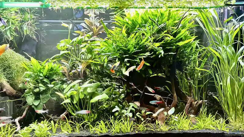 Immer wieder wird das Becken umgestaltet, daher stimmen die Pflanzenangaben nur noch von Thilo (1)