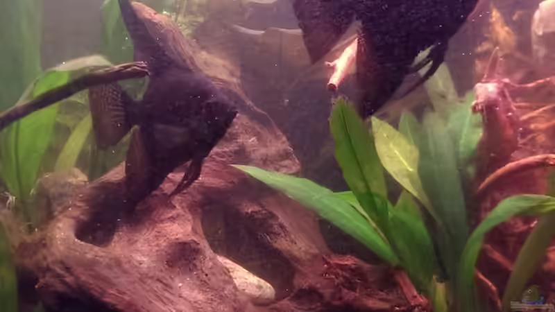 Immer zu zweit unterwegs :) + Jan.  2014 von Tobi L. (33)