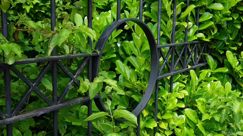 Immergrüne Heckenpflanzen: Der ultimative Ratgeber für dichten, grünen Sichtschutz im Garten