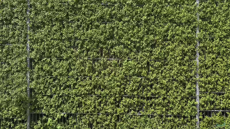 Immergrüne Heckenpflanzen: Der ultimative Ratgeber für dichten, grünen Sichtschutz im Garten