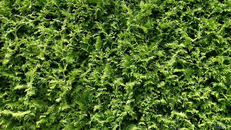 Immergrüne Heckenpflanzen: Der ultimative Ratgeber für dichten, grünen Sichtschutz im Garten