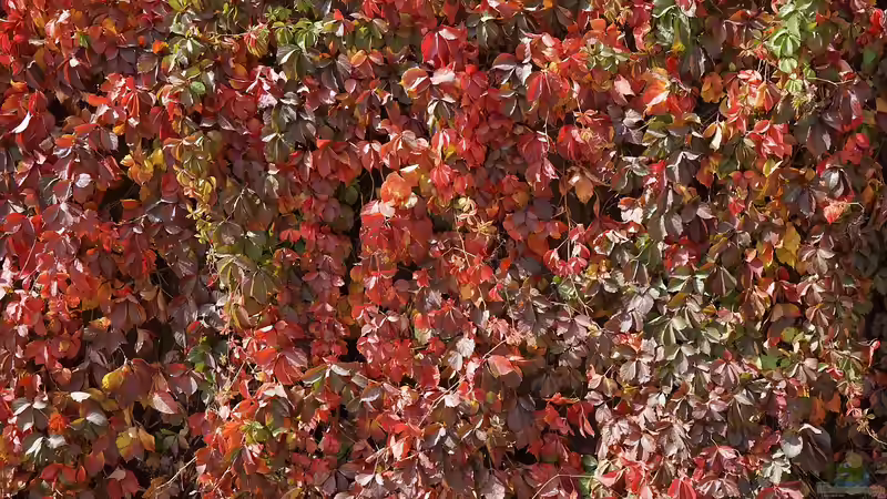 Immergrüne Struktur: Kunsthecken als Gestaltungselement im Wohnbereich