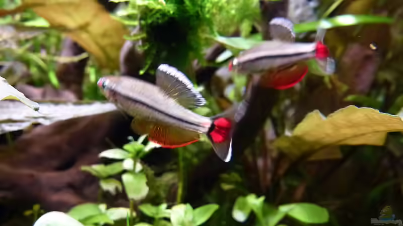 Imponierende Vietnamesische Kardinalfische b von Summse (29)