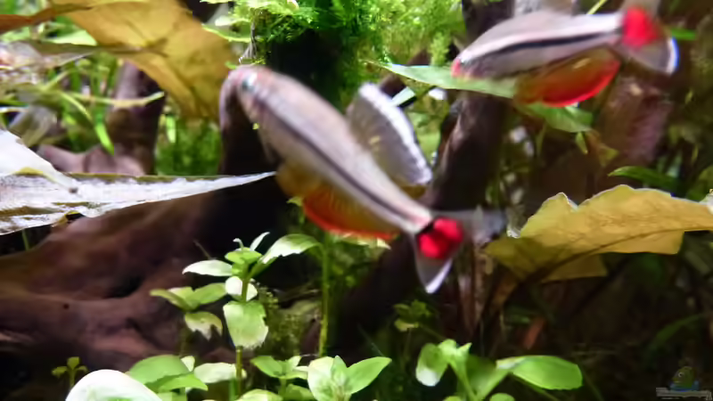 Imponierende Vietnamesische Kardinalfische c von Summse (30)