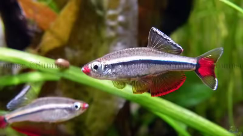 Imponierende Vietnamesische Kardinalfische von Summse (27)