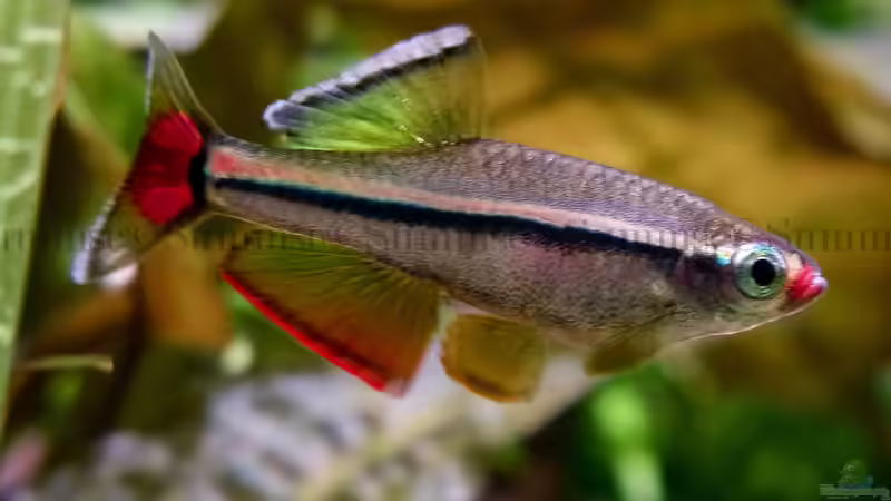 Aquarien mit Tanichthys micagemmae (Vietnamesischer Kardinalfisch)