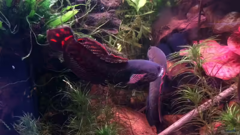 Imponiergehabe von Harald Kästner (32)