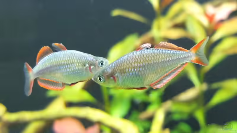 Imponierverhalten mit aufgestellten Flossen von axolotl (85)