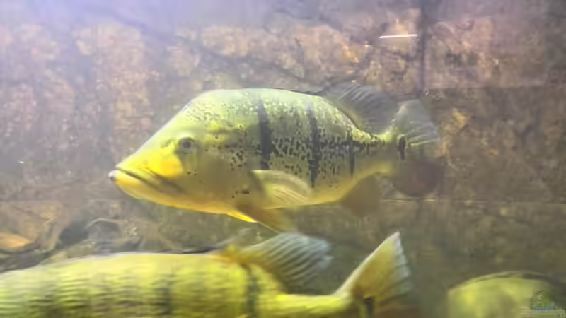 Imposante Tiere von aquazonica (22)