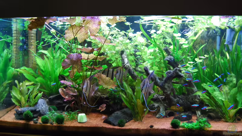 Impression aus August 2015 von Holsch805 (22)