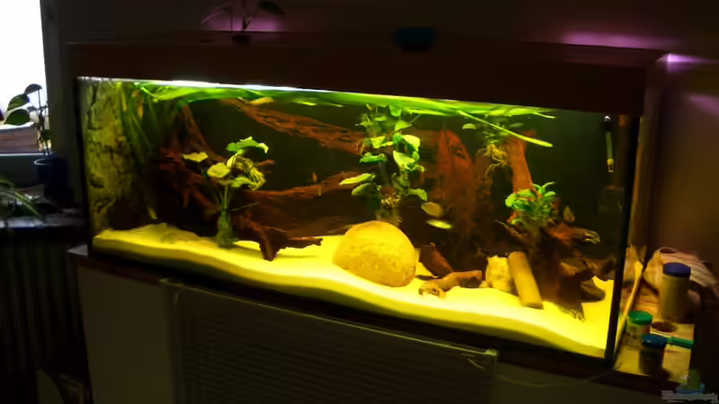 Impression von Knorpelfisch (9)