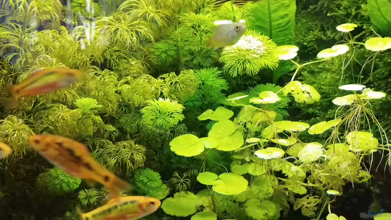 Impressionen: Pflanzen in meinem Aquarium von Thomas Kreuter (11)