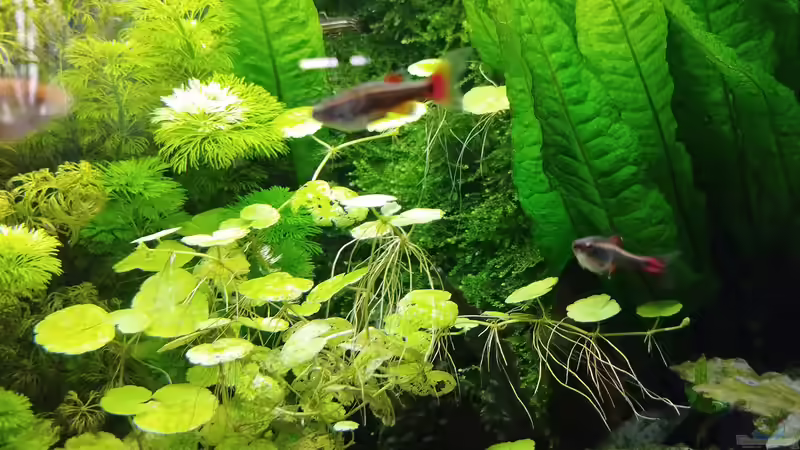 Impressionen: Pflanzen in meinem Aquarium von Thomas Kreuter (12)