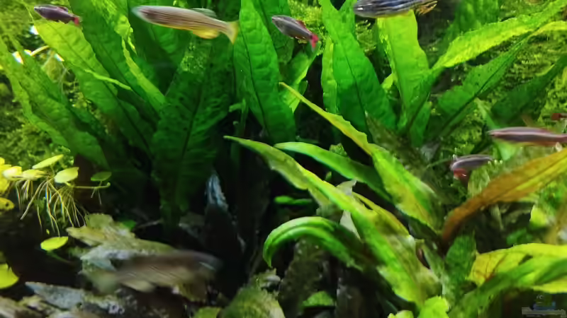 Impressionen: Pflanzen in meinem Aquarium von Thomas Kreuter (13)