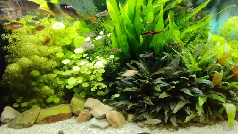 Impressionen: Pflanzen in meinem Aquarium von Thomas Kreuter (4)