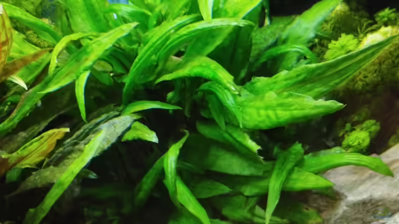 Impressionen: Pflanzen in meinem Aquarium von Thomas Kreuter (6)