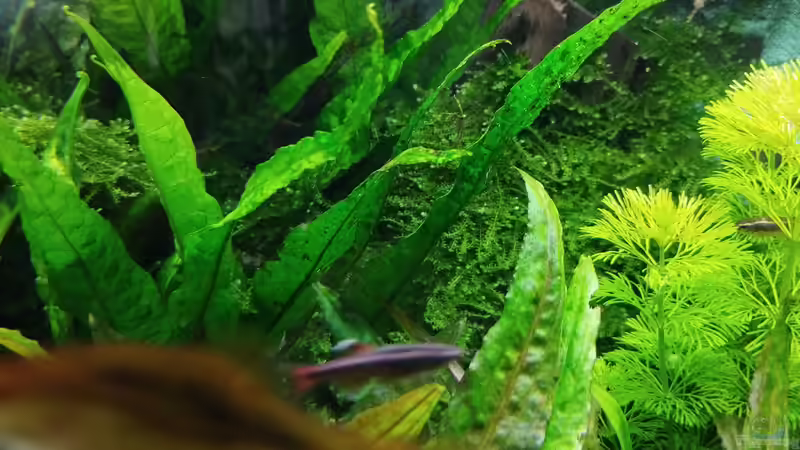 Impressionen: Pflanzen in meinem Aquarium von Thomas Kreuter (8)
