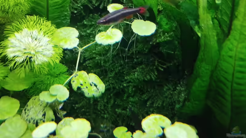 Impressionen: Pflanzen in meinem Aquarium von Thomas Kreuter (8)