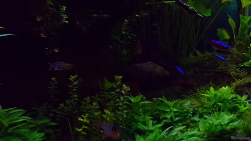 Impressionen 30.01.17 von Der Nicky (16)