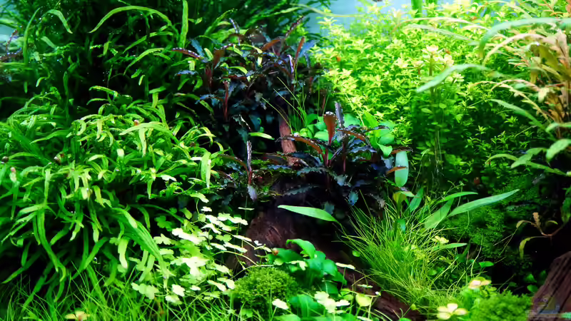 Impressionen August 2015 von Micha... (24)