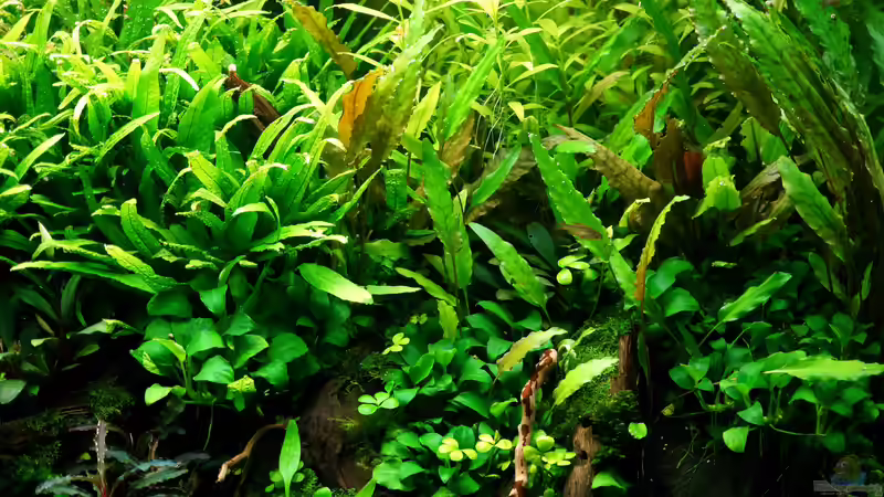 Impressionen August 2015 von Micha... (25)