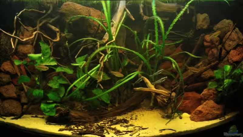 Impressionen des neu gestaltetem Aquariums ! von Bämbel (3)