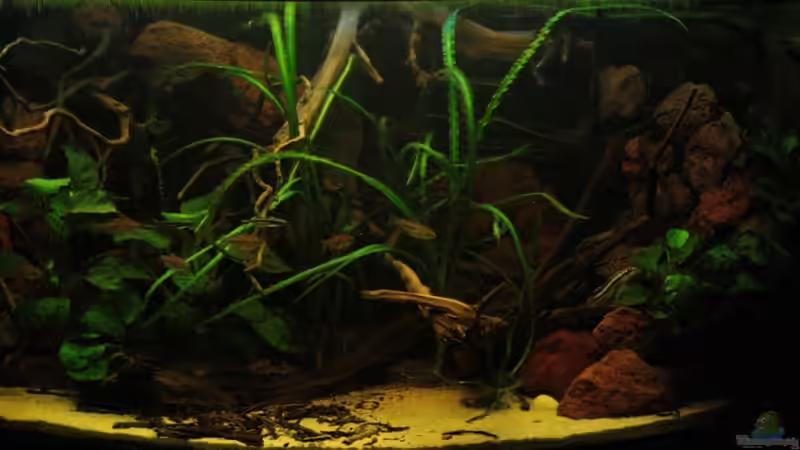 Impressionen eines West/Zentralafrika Biotops von Bämbel (7)