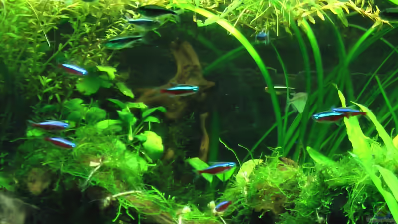 Impressionen meiner Fische von DennisTheMenis (11)