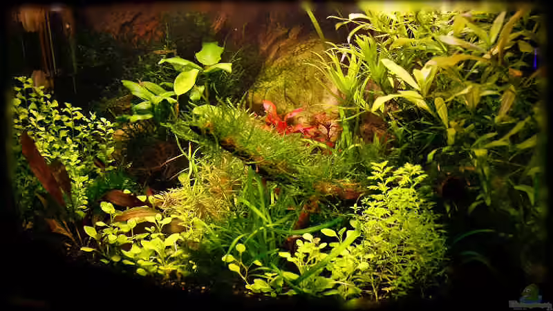 Impressionen vom  25.12.2010 von Ralf64 (16)