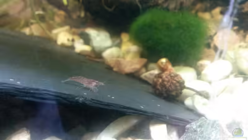 impressionen von Ceylon (21)